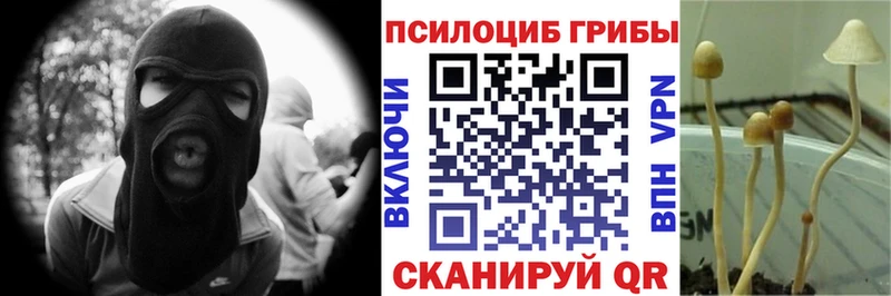 цена наркотик  Багратионовск  Галлюциногенные грибы GOLDEN TEACHER 